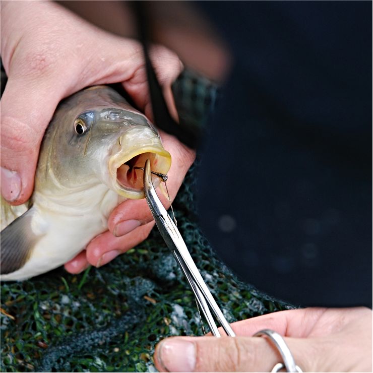 Picture Of Carp Fish