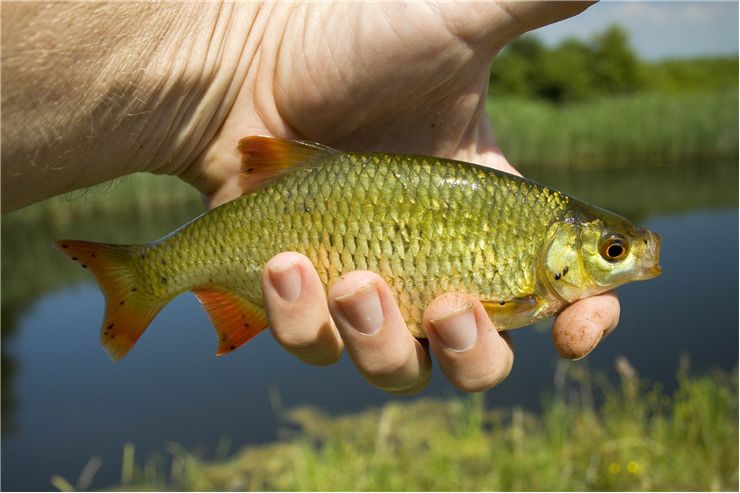 Picture Of Coarse Fishing At River