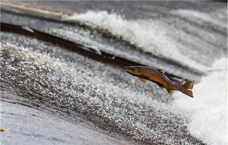 Picture Of Fishing Salmon