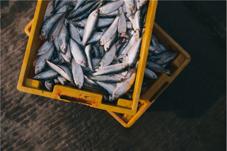 Picture Of Market Fishing