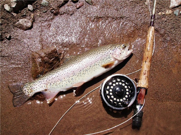 Picture Of Trout Fishing